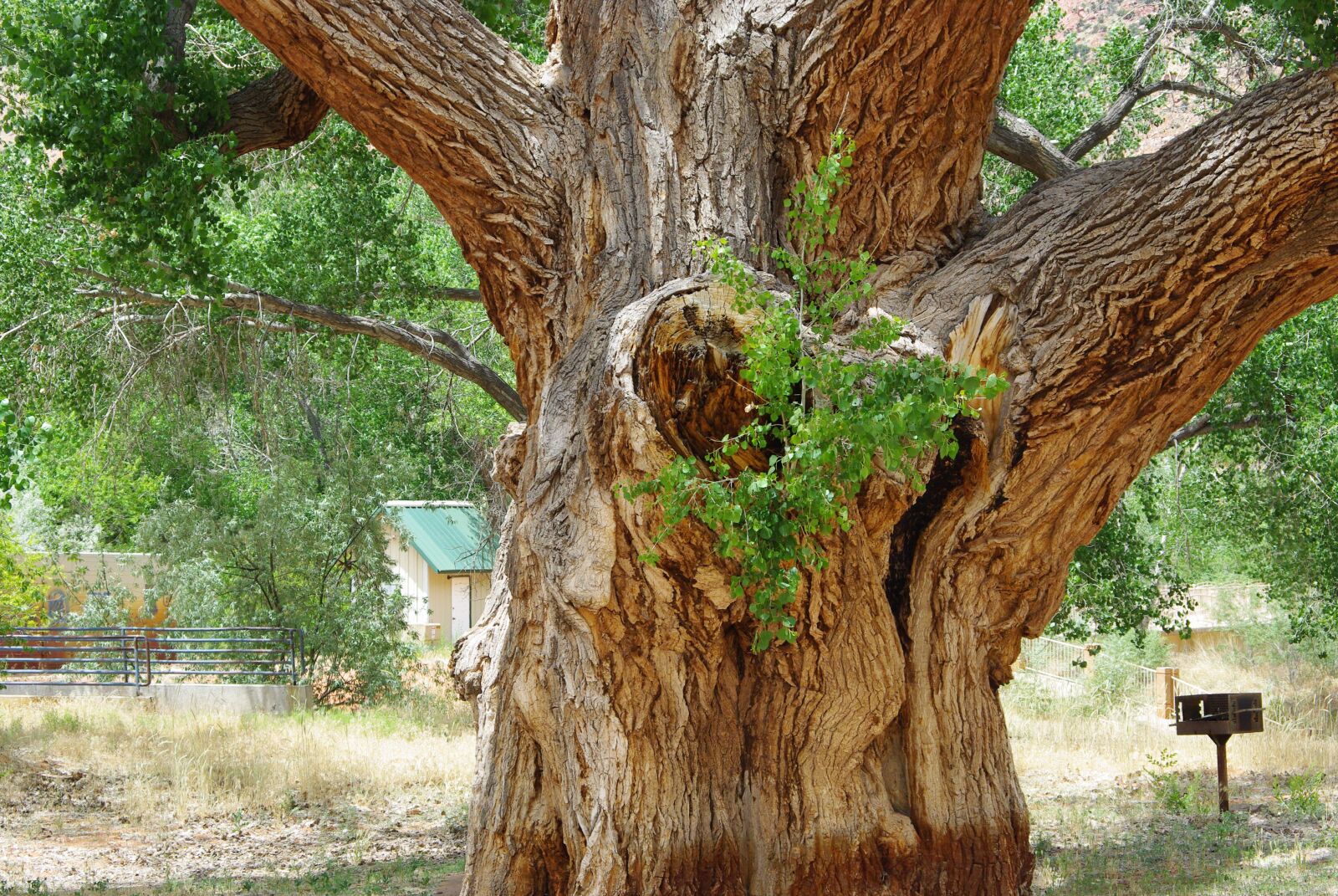 Pentax K200D sample photo. Tree, trunk, leaves photography
