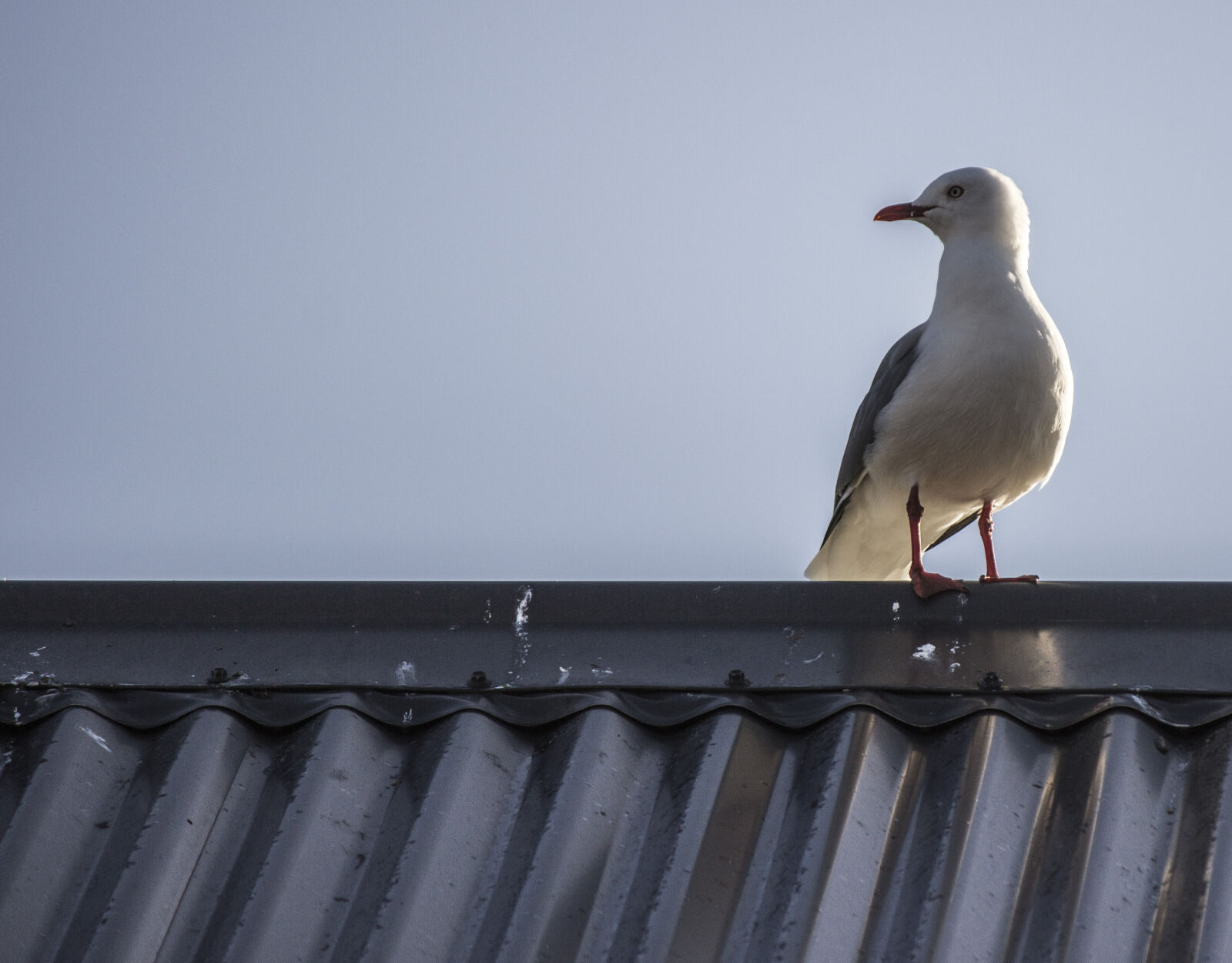 Canon EF-S 55-250mm F4-5.6 IS sample photo. Animal, photography, bird, colour photography