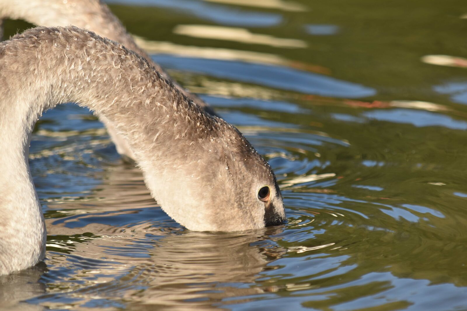 Nikon D5500 sample photo. Aquatic bird, natural habitat photography