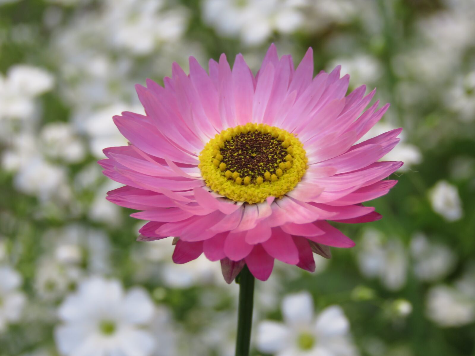 Canon PowerShot SX60 HS sample photo. Flower, pink, yellow photography