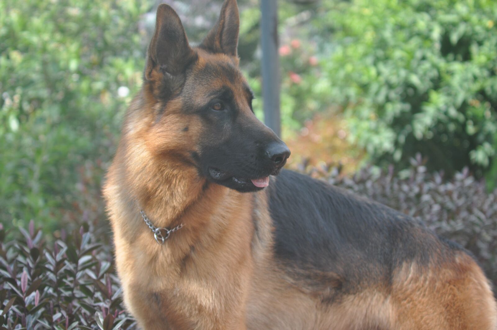 Nikon D90 sample photo. Pastor, aleman, perro photography