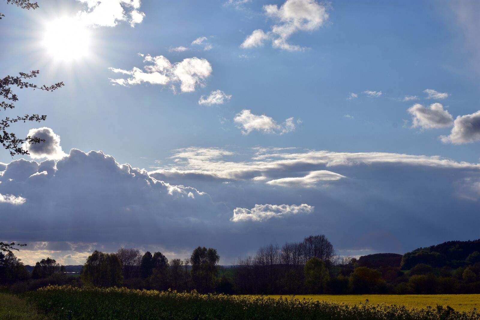 Nikon D3400 sample photo. Rapeseed, field, yellow photography