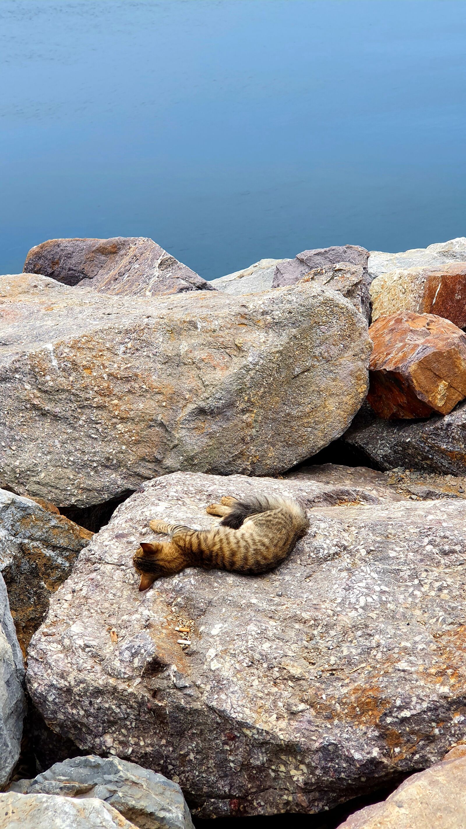 Samsung SM-G975F sample photo. Cat, lazy, rock photography