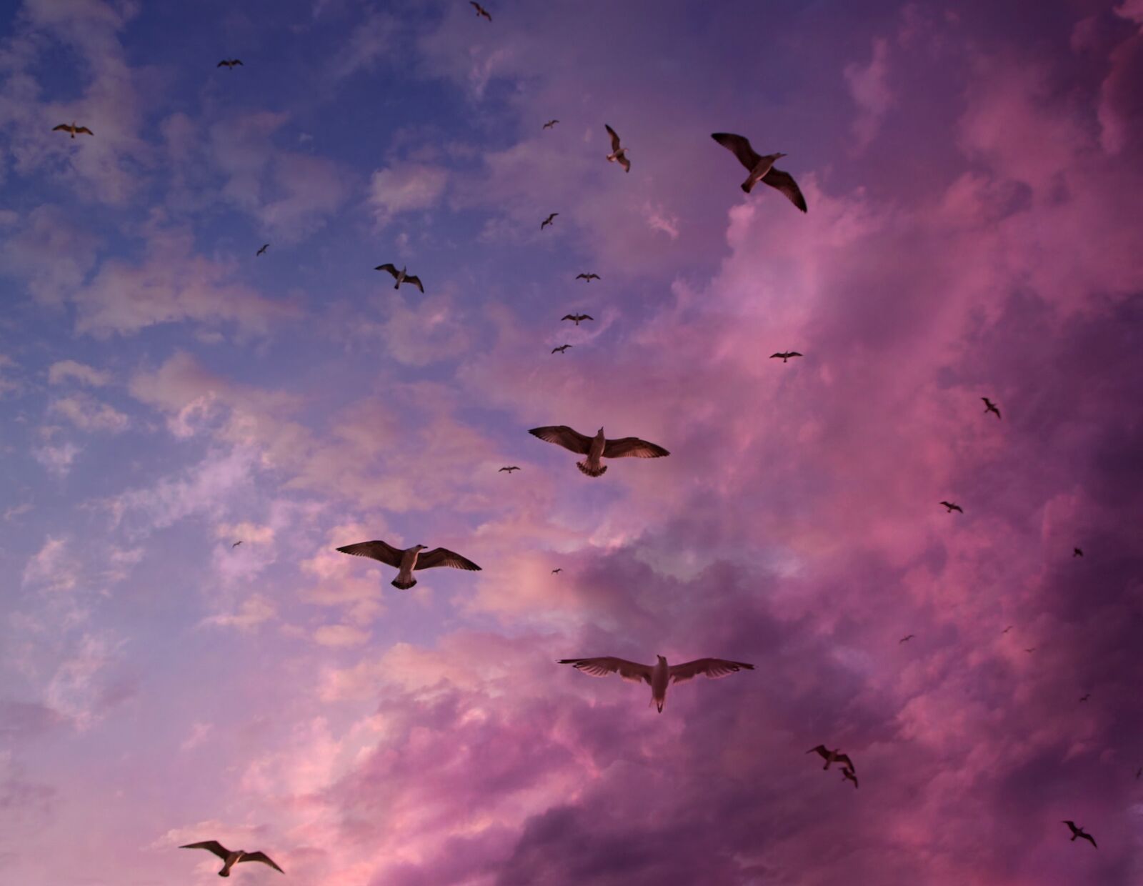 Canon EOS 700D (EOS Rebel T5i / EOS Kiss X7i) sample photo. Seagulls, sky, flight photography