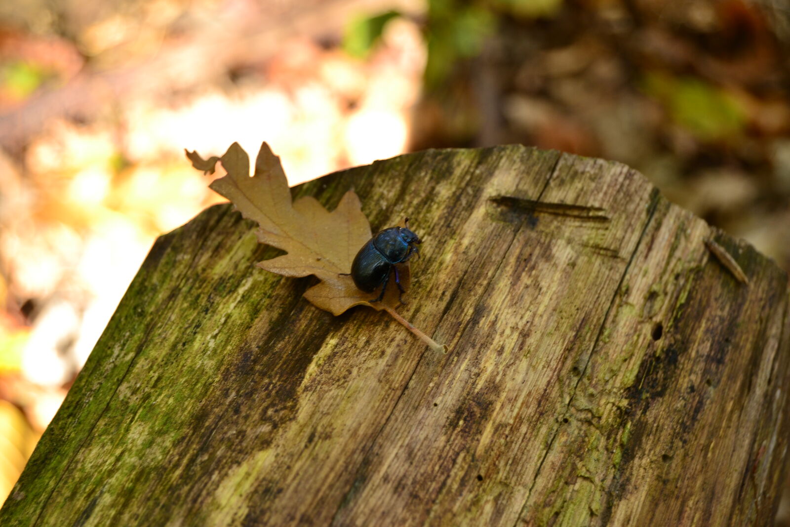 Nikon D3100 sample photo. Autumn, leaves, bug, forest photography