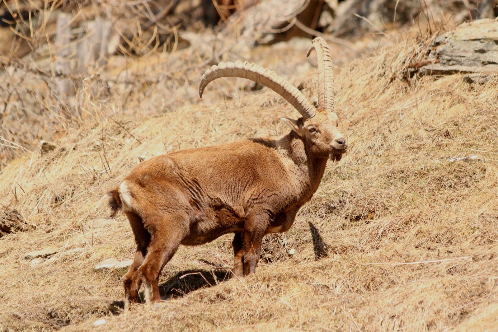 Canon EOS 750D (EOS Rebel T6i / EOS Kiss X8i) sample photo. Capricorn, animal, horns photography