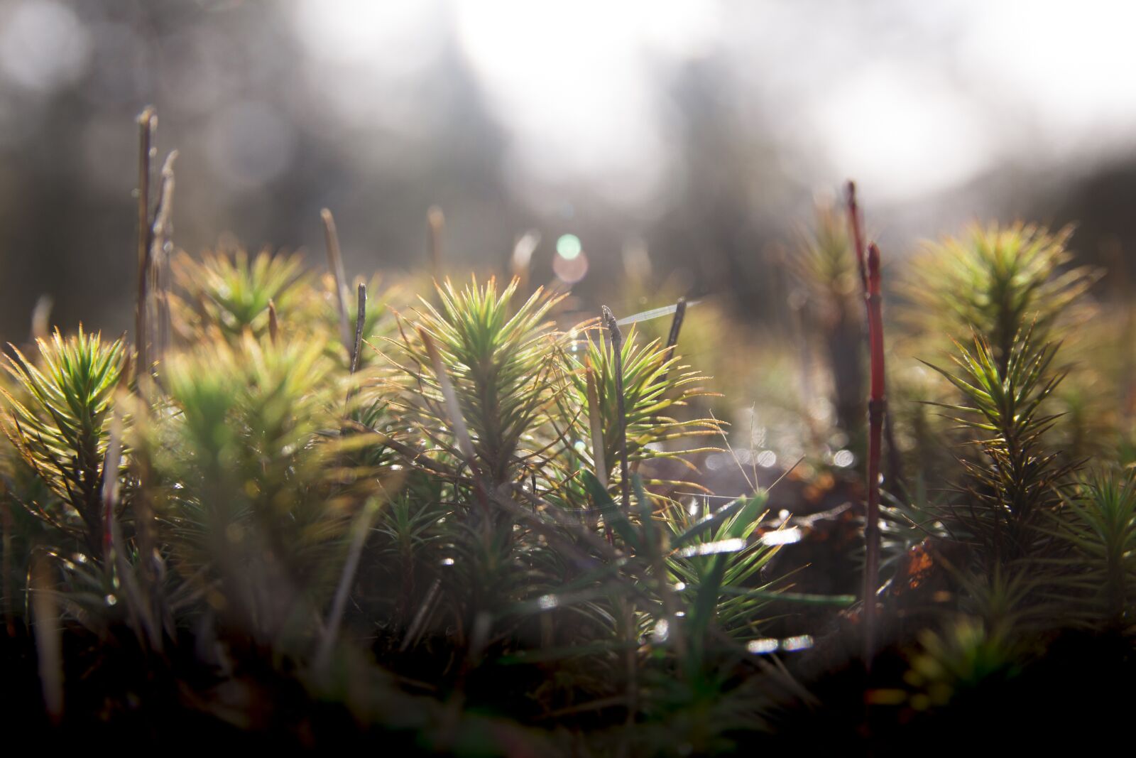 Canon EOS 700D (EOS Rebel T5i / EOS Kiss X7i) sample photo. Forest, foam, green photography