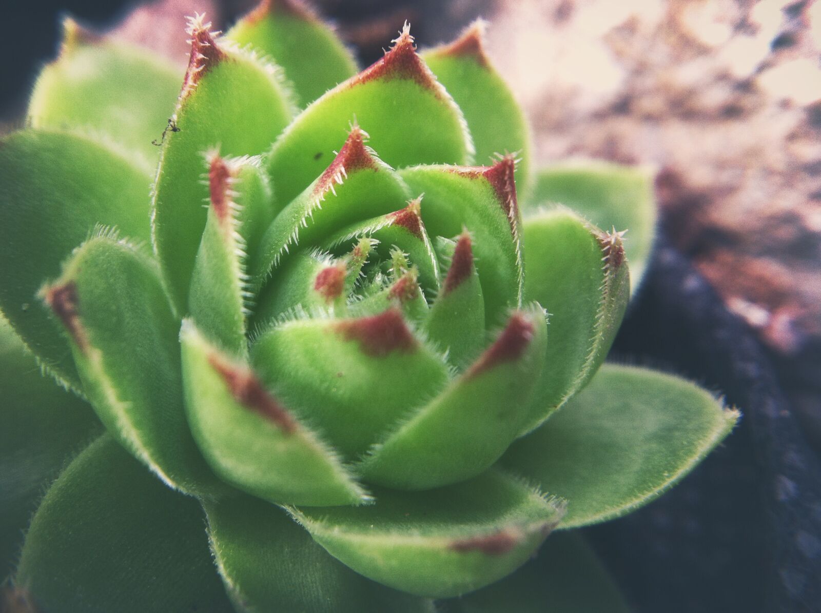 iPhone 4 back camera 3.85mm f/2.8 sample photo. Stonecrop, nature, natural photography