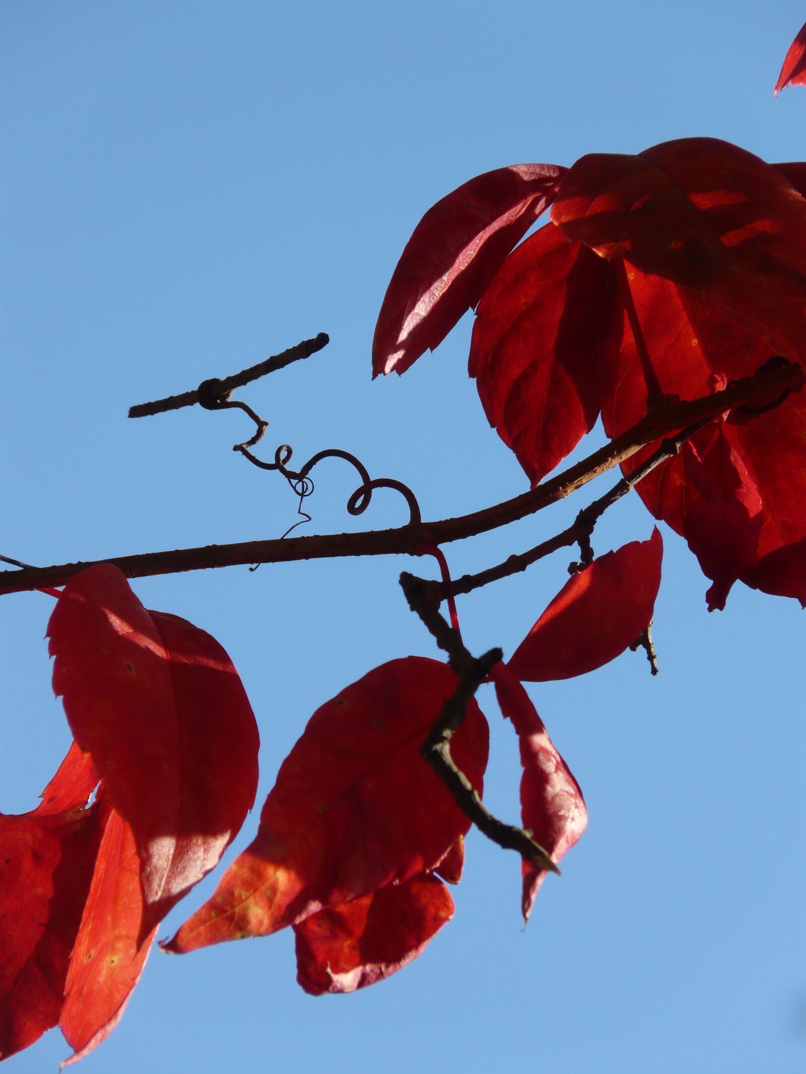 Panasonic DMC-FZ18 sample photo. Vine, wine partner, autumn photography