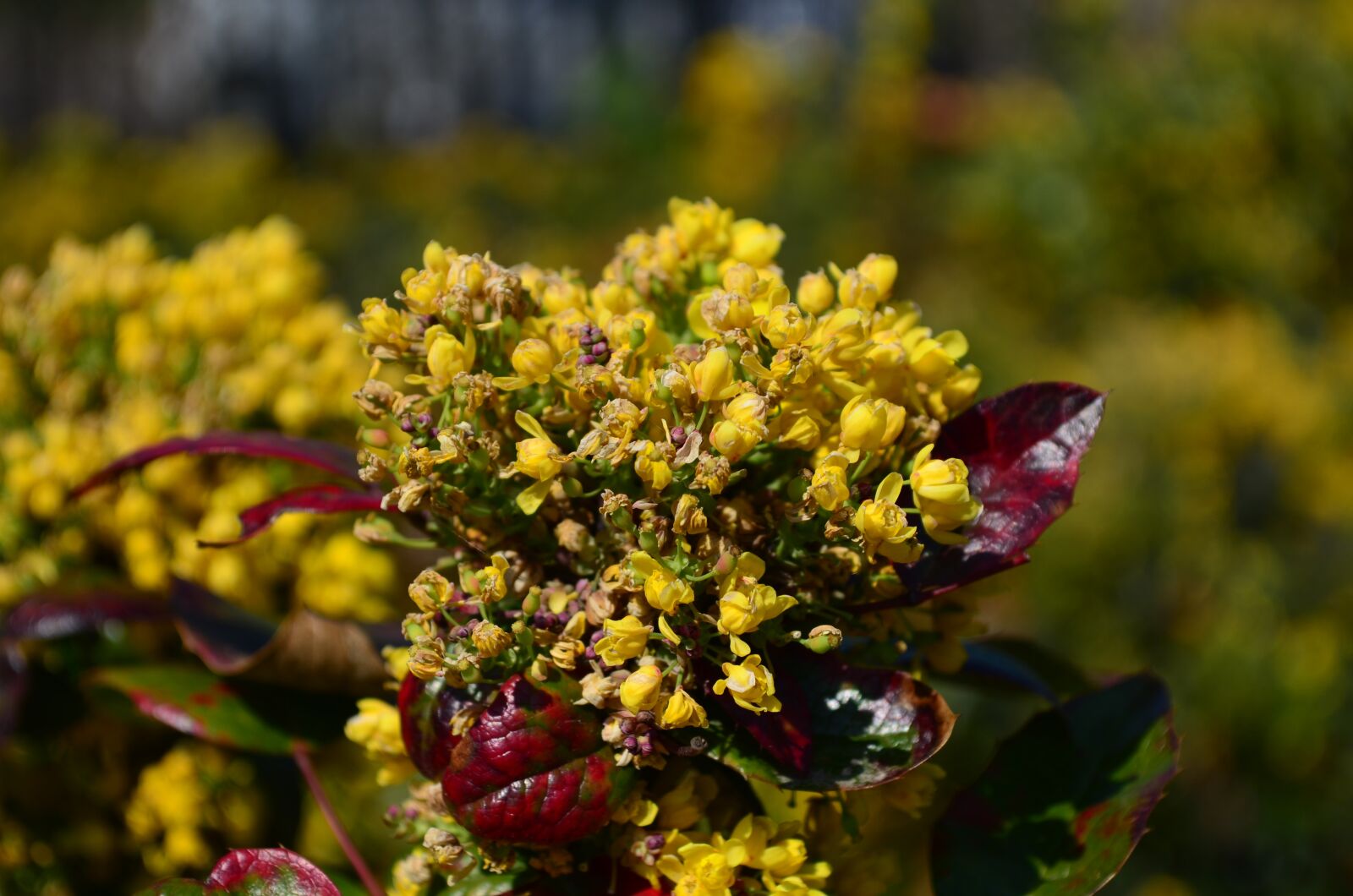 Nikon D5100 sample photo. Flowers, spring, flora photography