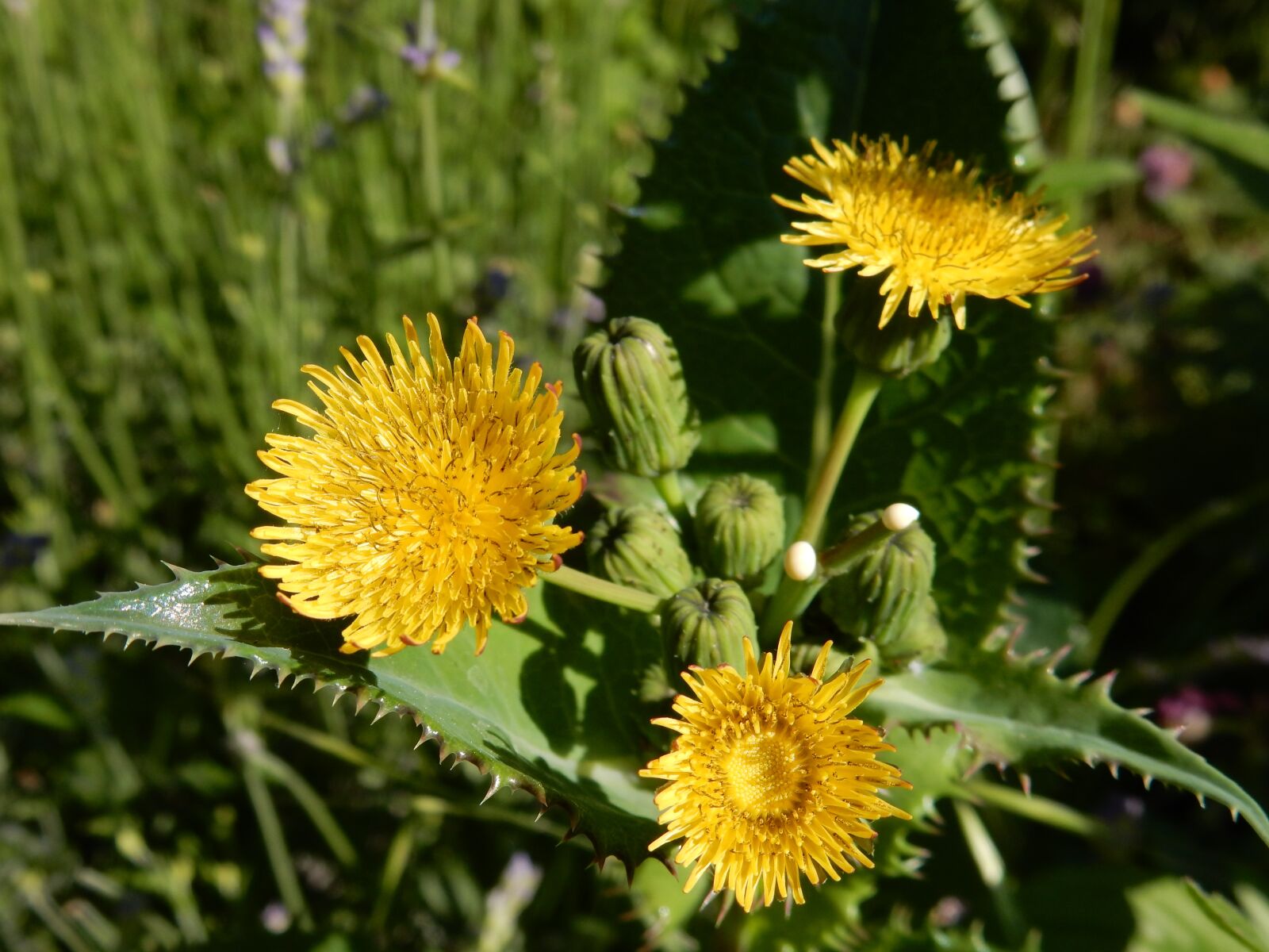 Nikon Coolpix S9900 sample photo. Sow-thistle, sow, thistle photography