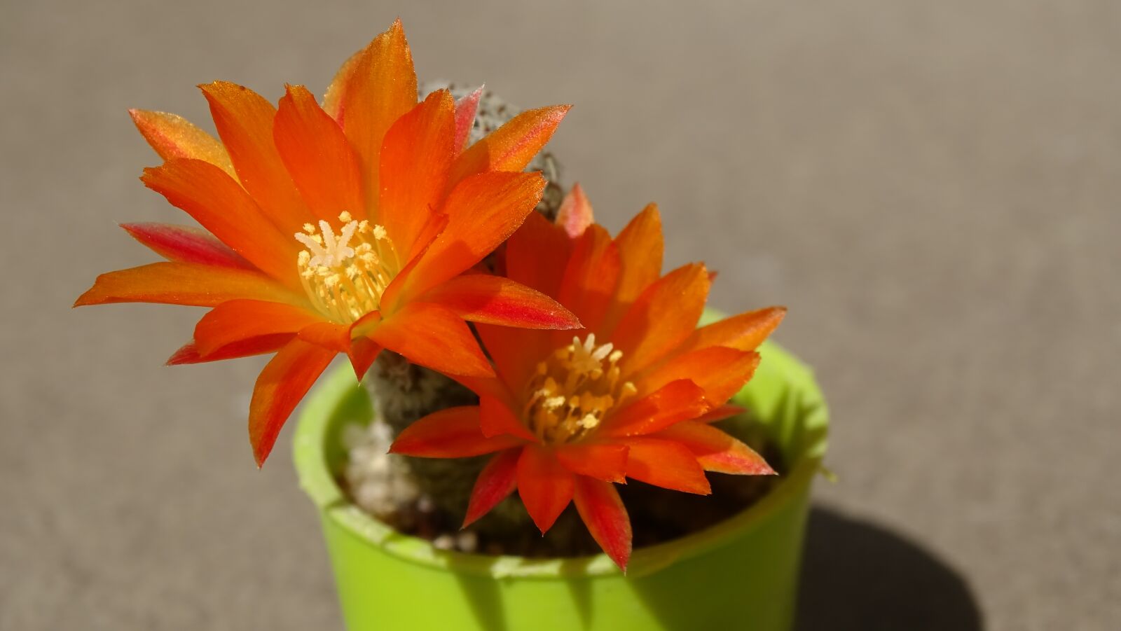 Sony Cyber-shot DSC-HX350 sample photo. Flower, plant, nature photography