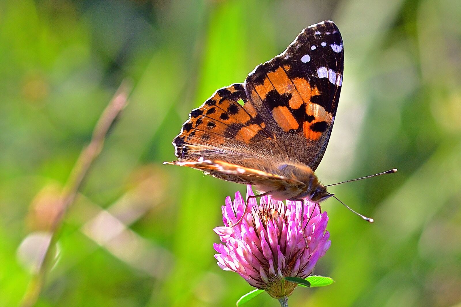 Nikon D5200 sample photo. Nature, butterfly, vanessa cardui photography