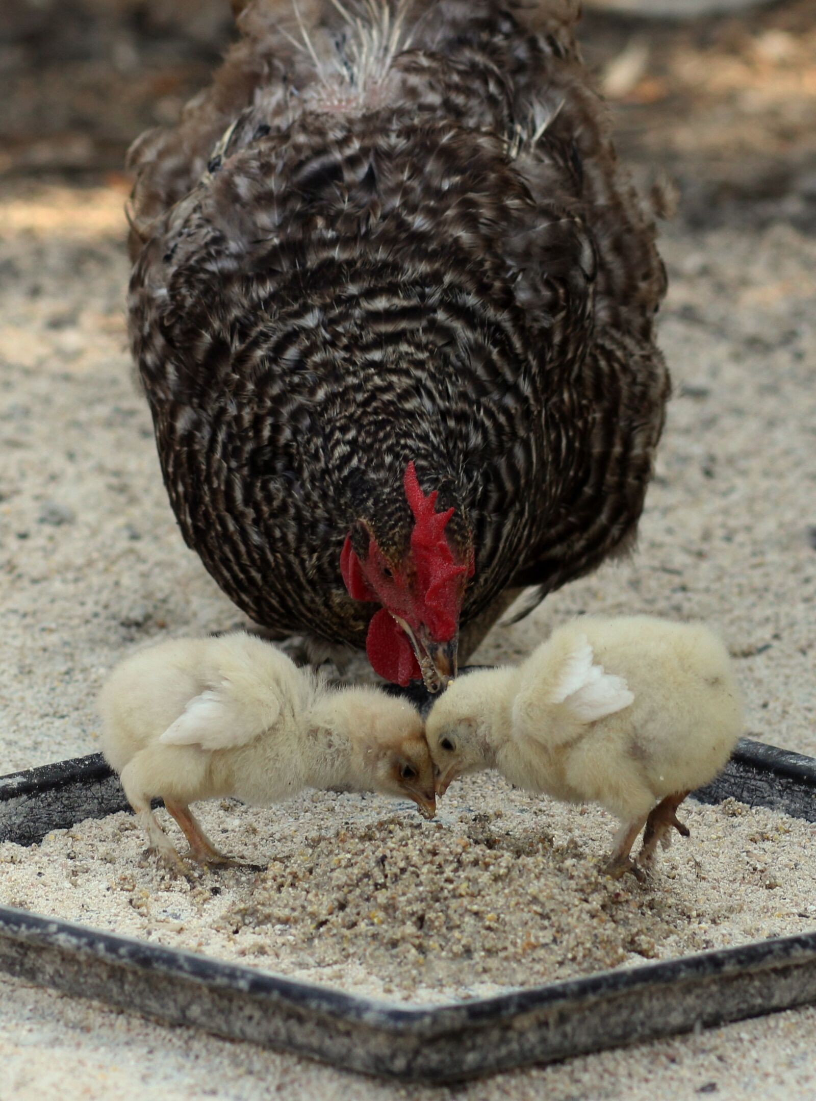 Canon EOS 700D (EOS Rebel T5i / EOS Kiss X7i) + Canon EF 85mm F1.8 USM sample photo. Chicken, toddler, fluffy photography