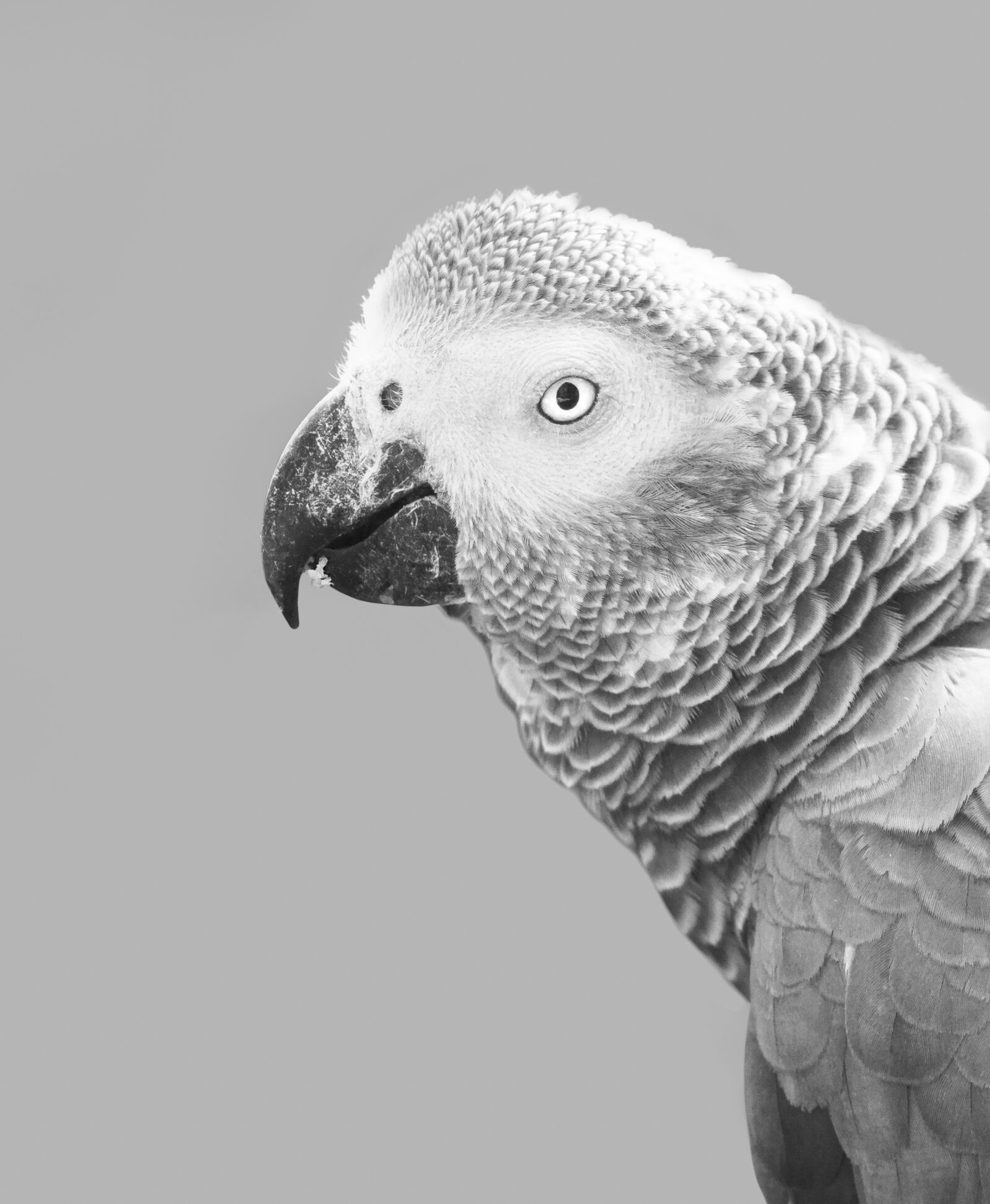 Olympus OM-D E-M1 Mark II + OLYMPUS M.300mm F4.0 sample photo. African grey parrot, parrot photography