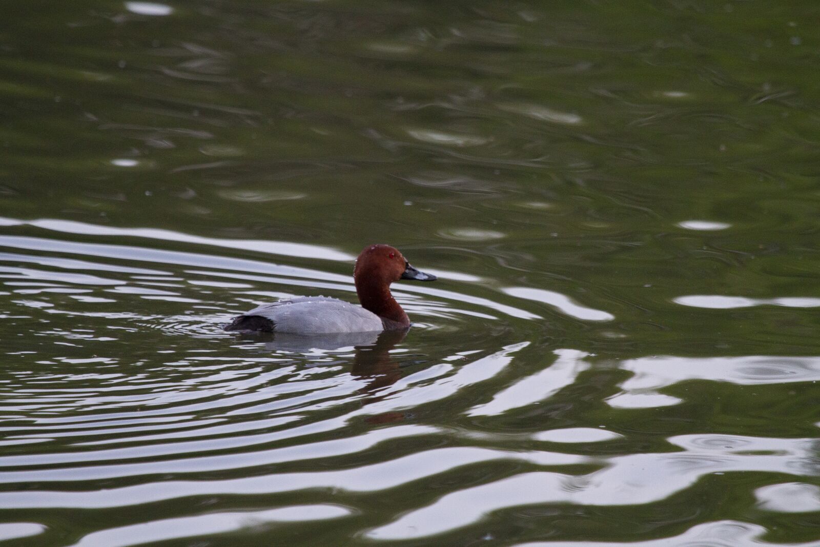 Canon EOS 7D + Canon EF 100-400mm F4.5-5.6L IS USM sample photo. Duck, lake, water photography
