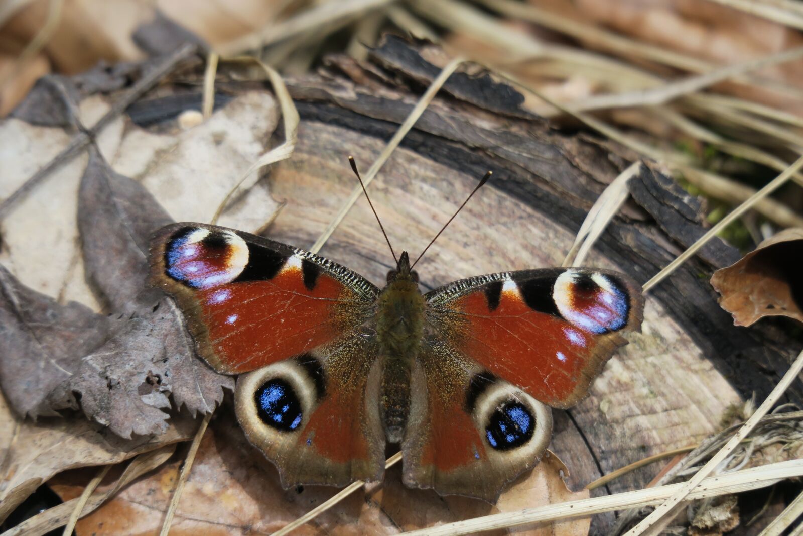 Canon PowerShot G3 X sample photo. Peacock, butterfly, insect photography