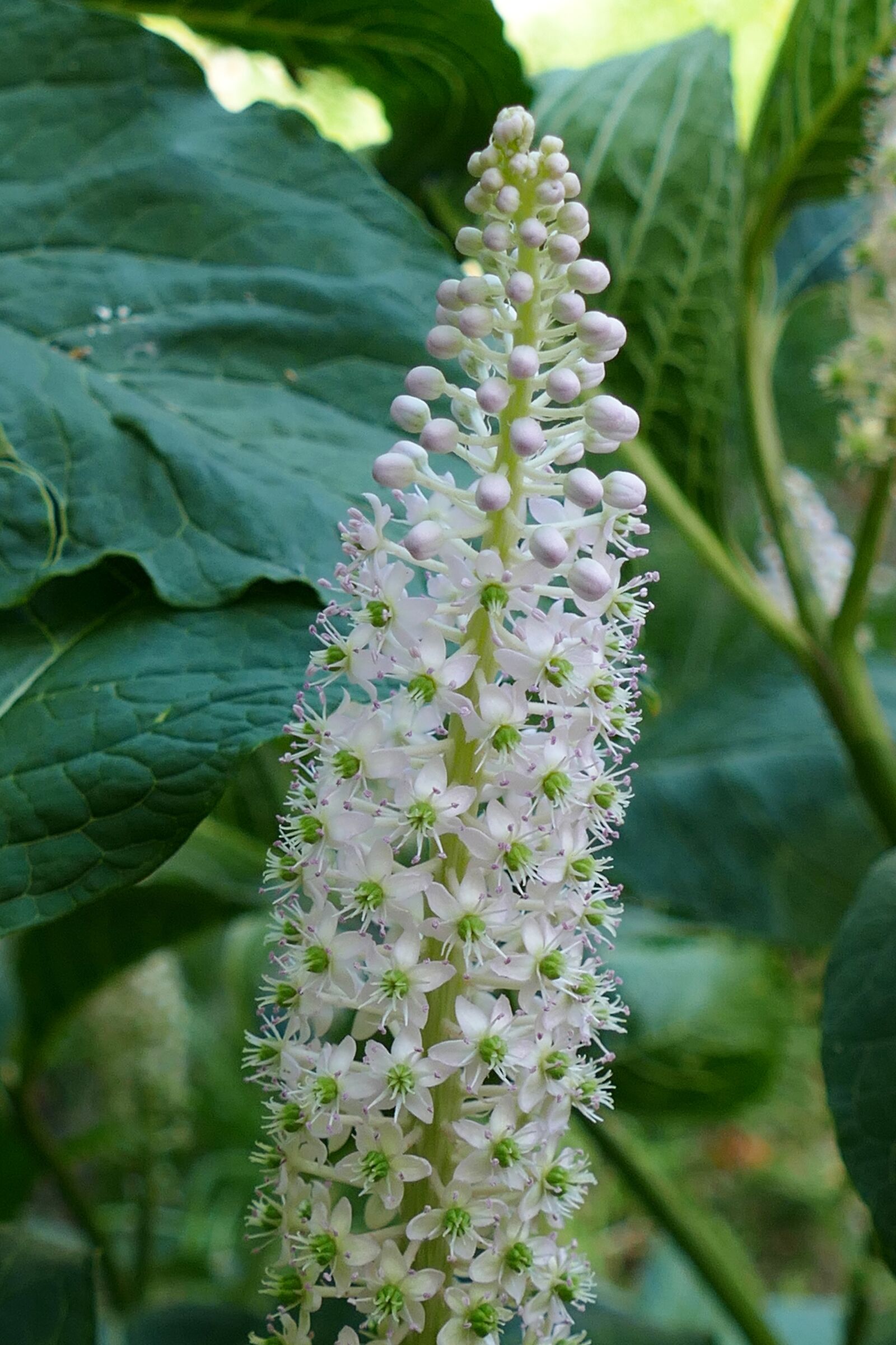 Panasonic Lumix DMC-FZ1000 sample photo. Pokeweed, phytolacca, plant photography