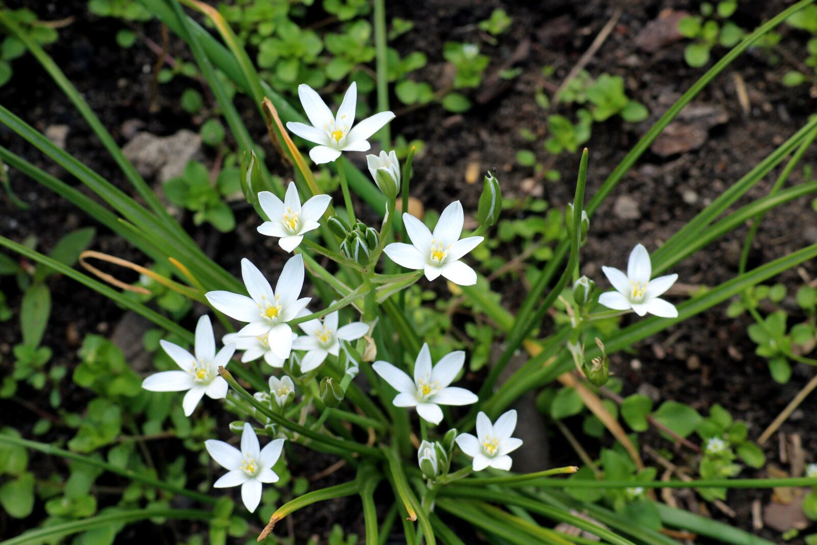 Canon EOS 1200D (EOS Rebel T5 / EOS Kiss X70 / EOS Hi) sample photo. White flowers, delicate, flowering photography