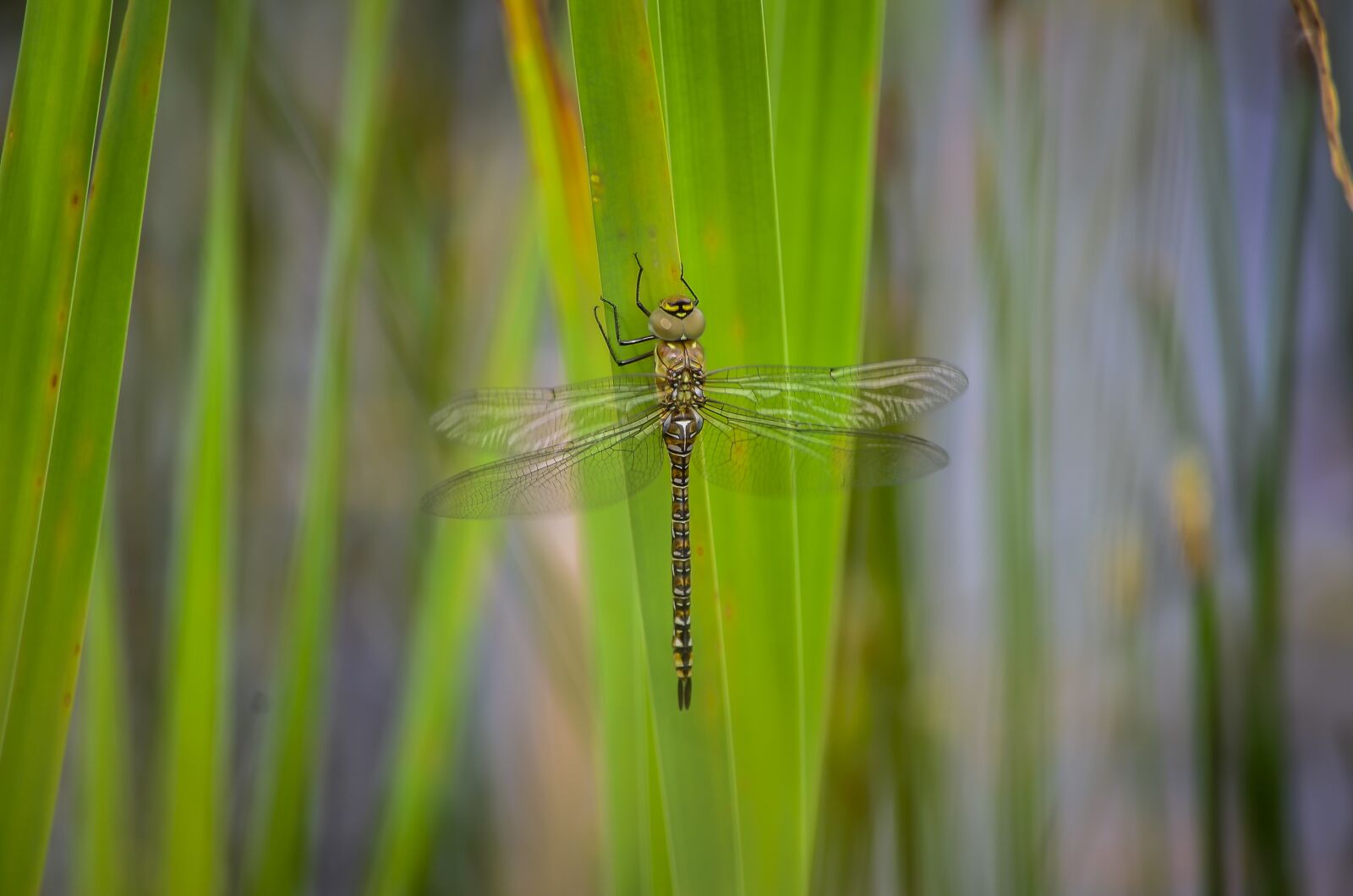 Nikon D5100 sample photo. Dragonfly, migrant, hawker photography