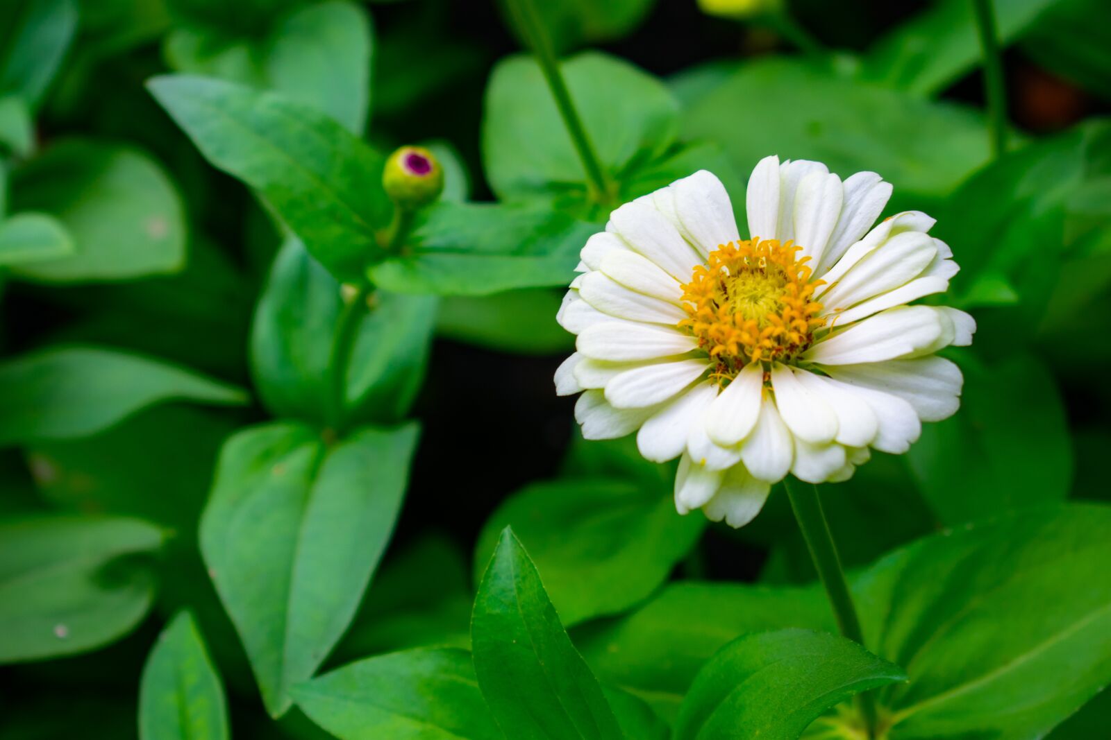 Nikon D3400 sample photo. Flowers, nature, green photography