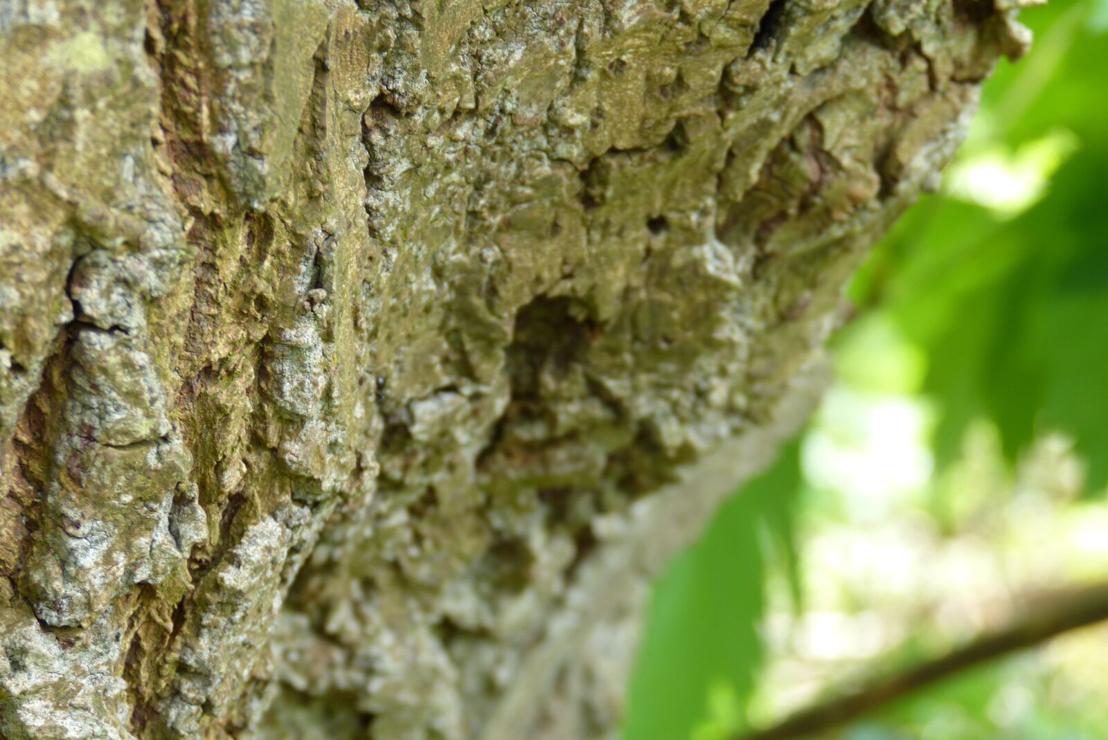 Panasonic Lumix DMC-FZ150 sample photo. Tree, bark, nature photography