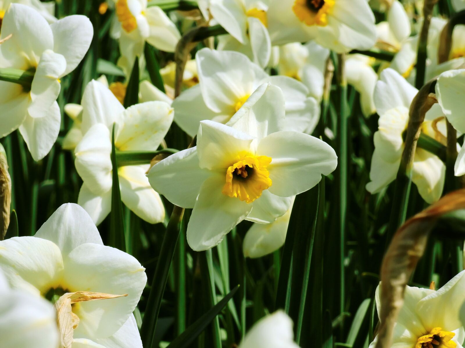 Nikon Coolpix P900 sample photo. Narcissus, flower, spring photography