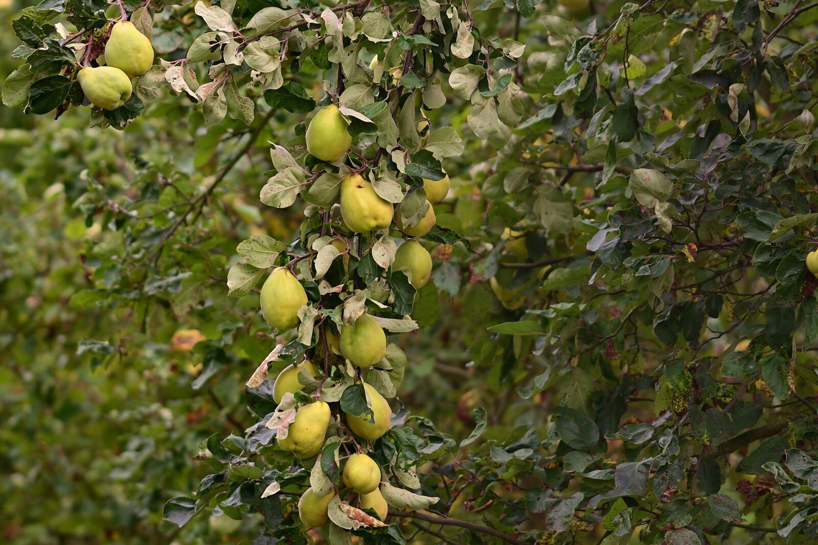 Nikon D5200 sample photo. Garden, quince, wild fruit photography