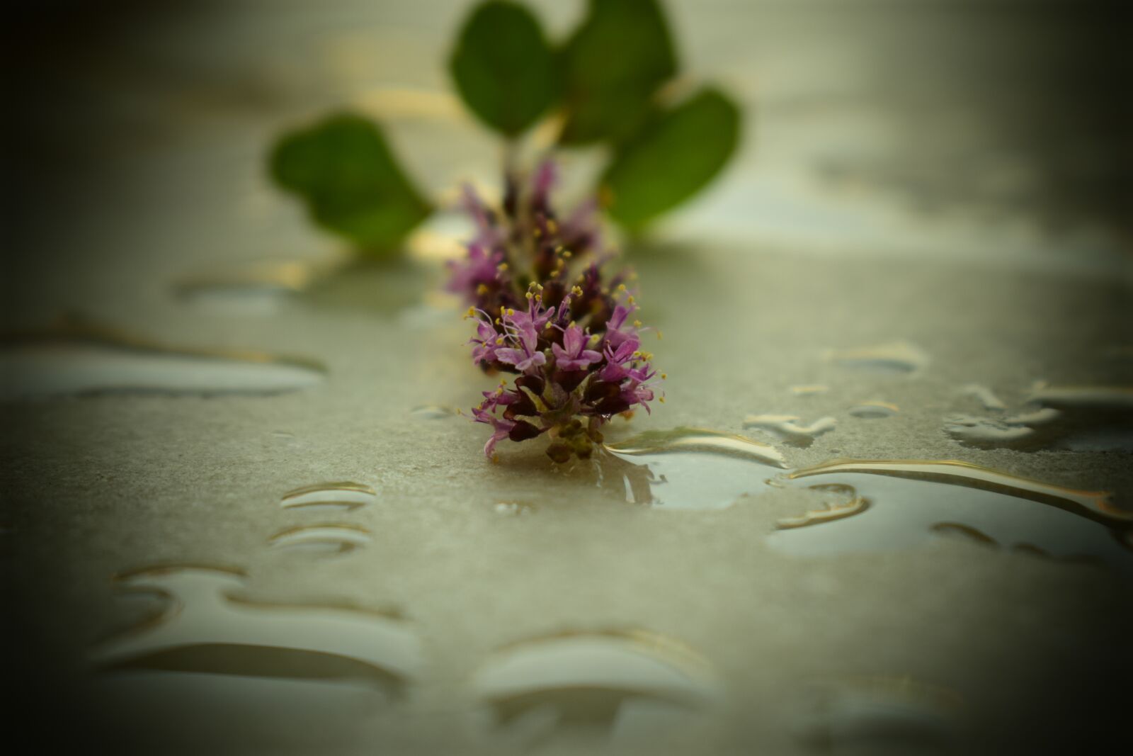Nikon D3400 sample photo. Flower, plant, water photography