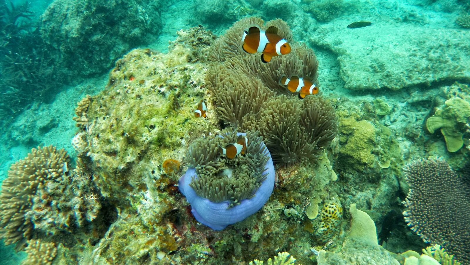 HTC RE sample photo. Clown fish, coral, anemone photography