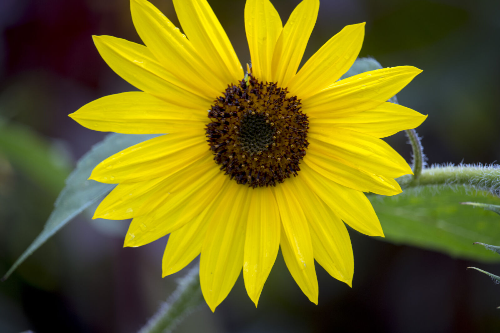 Canon EF-S 55-250mm F4-5.6 IS STM sample photo. Sunflower photography