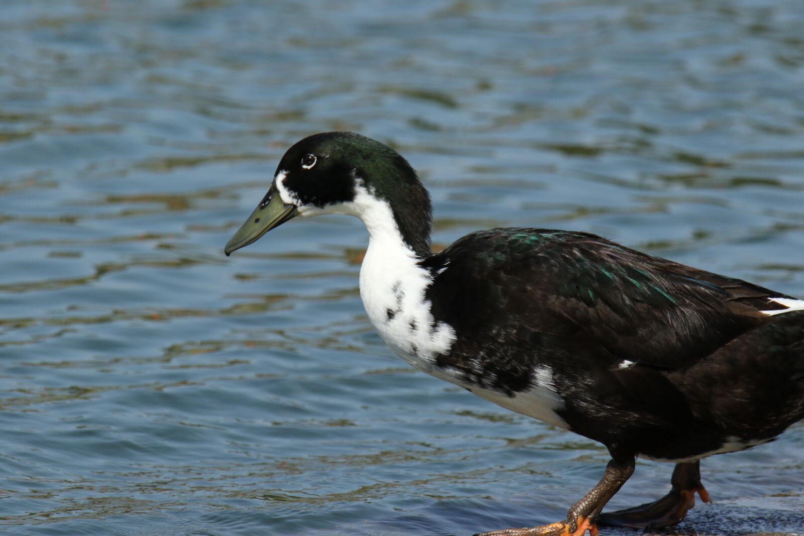 Canon EOS 7D Mark II sample photo. Bird, duck, lake photography