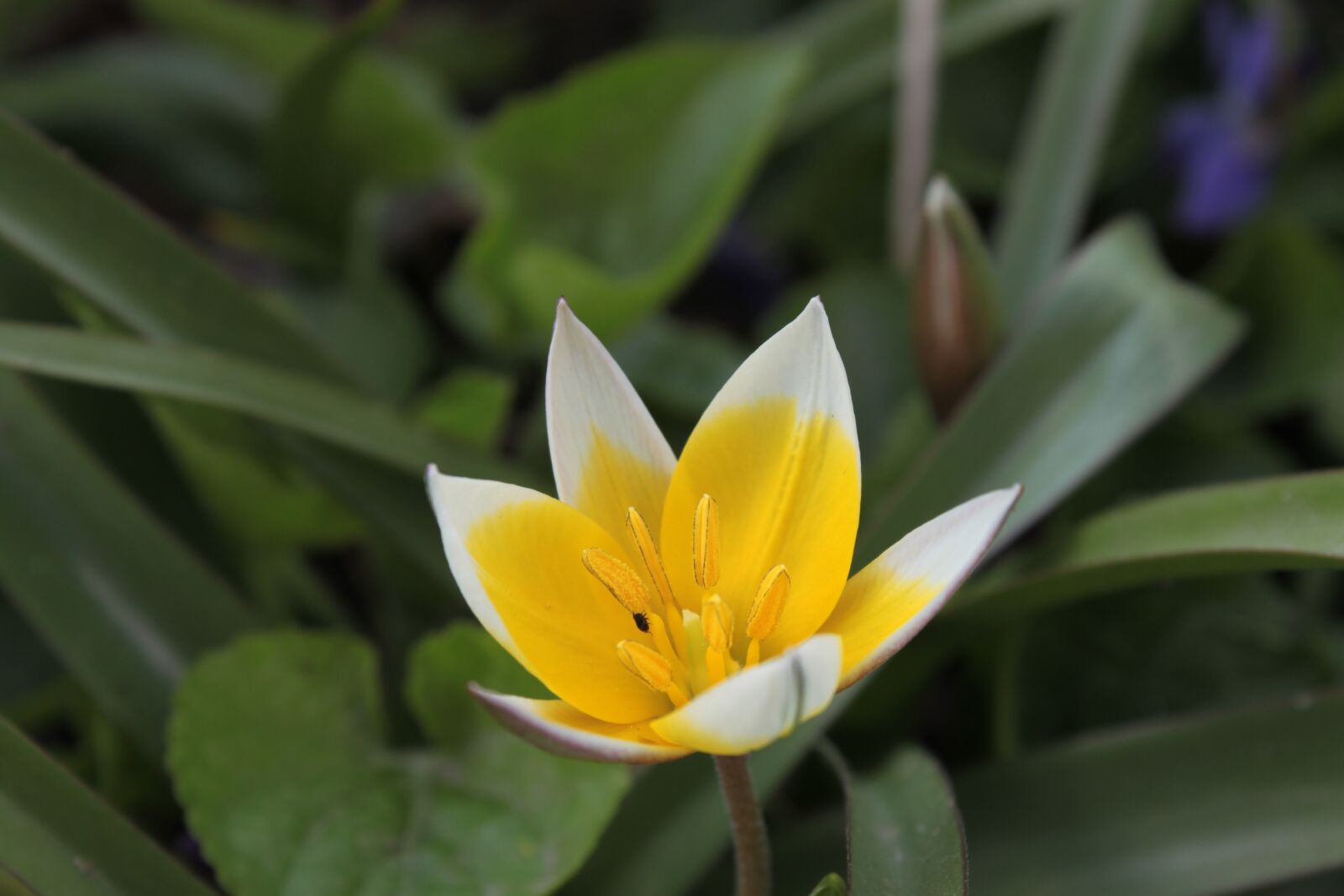 Canon EOS 500D (EOS Rebel T1i / EOS Kiss X3) sample photo. Flower, green, nature photography