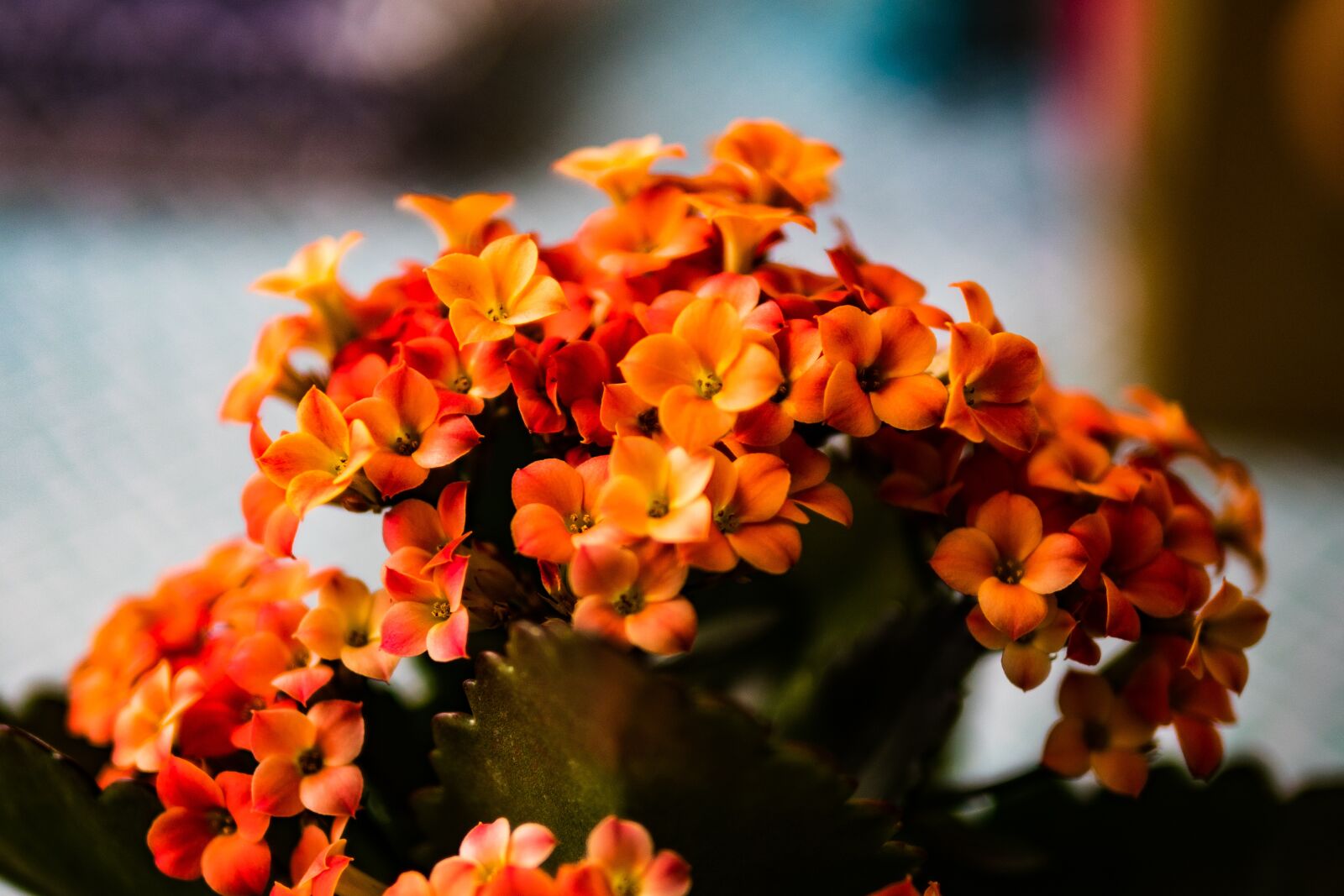 Panasonic Leica DG Summilux 25mm F1.4 II ASPH sample photo. Kalanchoe, flower, spring photography