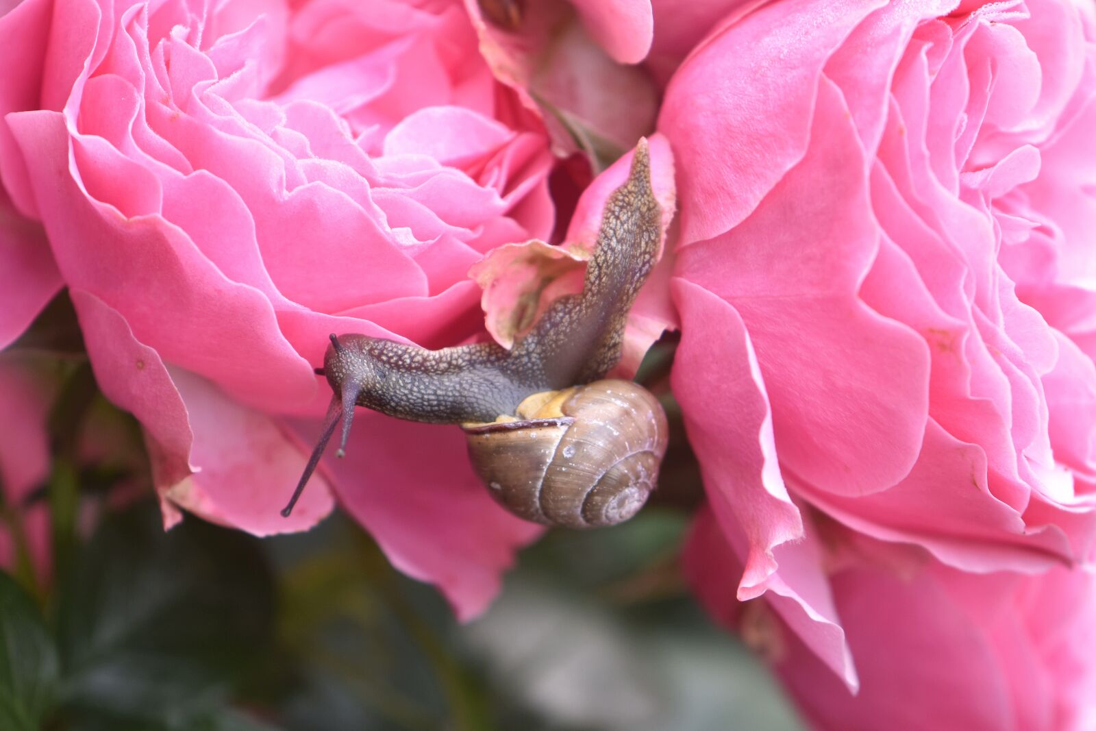Nikon D5600 sample photo. Snail, mollusk, slowly photography