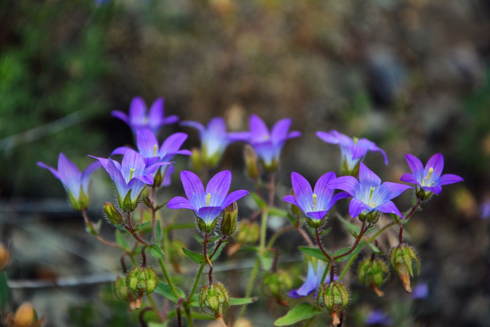 Nikon D7100 sample photo. Wildflowers, the bluebells, spring photography