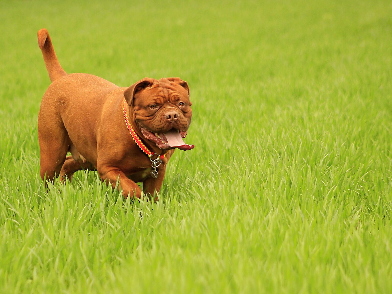 Canon EOS 600D (Rebel EOS T3i / EOS Kiss X5) + Canon EF 75-300mm f/4-5.6 sample photo. Bordeaux, dog, dogue photography
