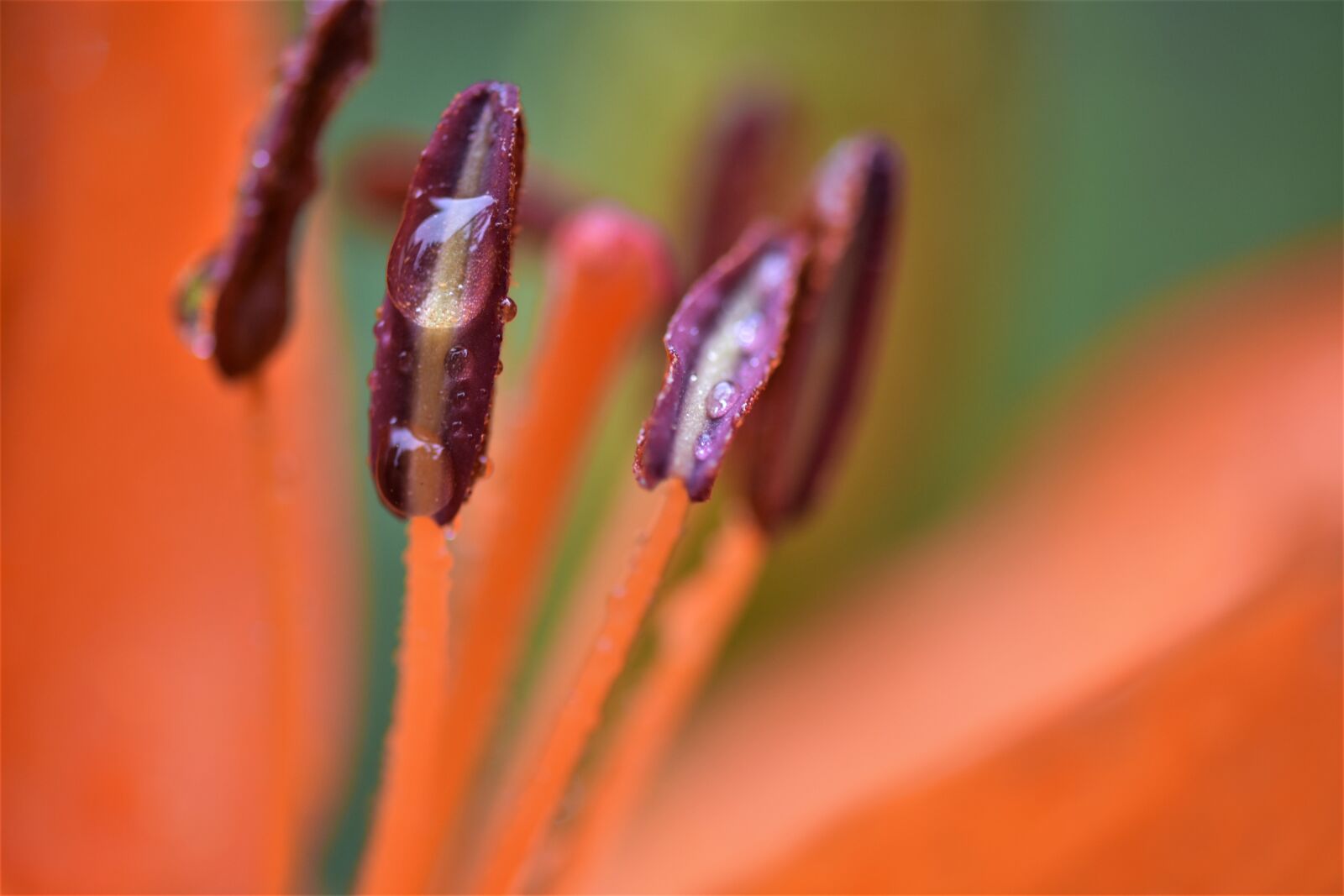 Nikon D7200 sample photo. Macro, flower, morning dew photography