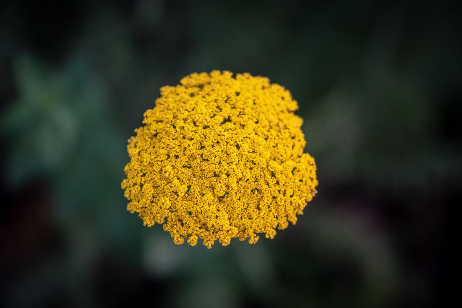 Fujifilm X-T2 sample photo. Flowers, flower, bush photography