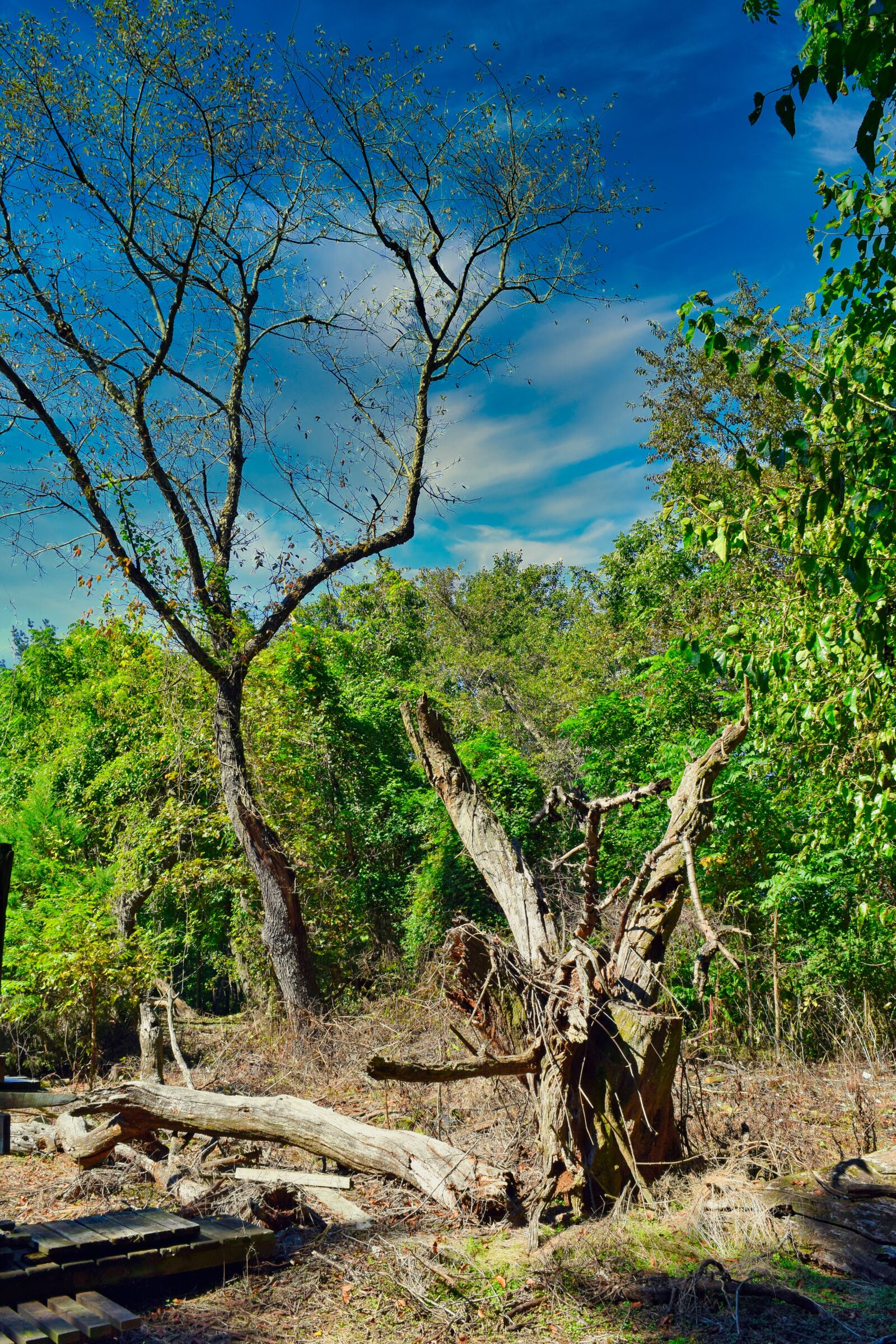 Nikon D3300 sample photo. Stump, wood, woods photography