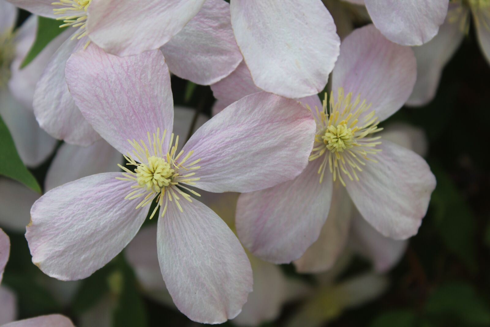 Canon EOS 1300D (EOS Rebel T6 / EOS Kiss X80) sample photo. Flower, clematis, beautiful photography