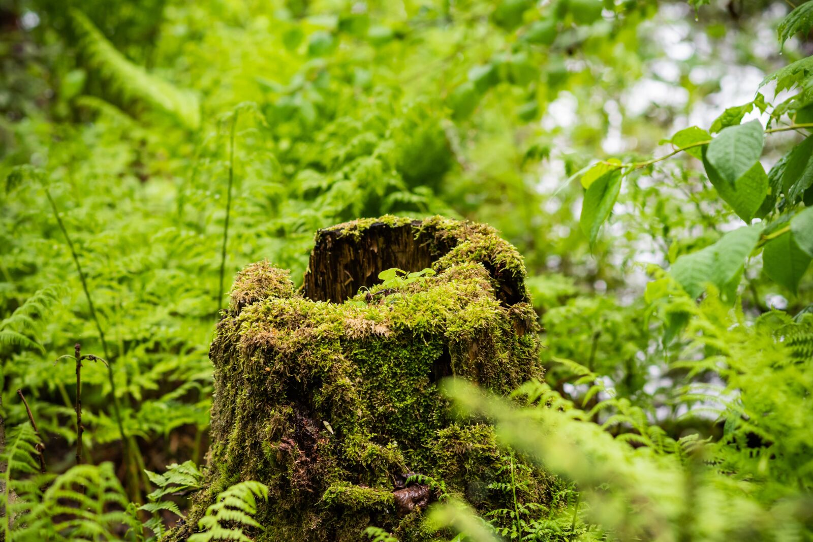 Nikon D7500 sample photo. Tree, stump, nature photography