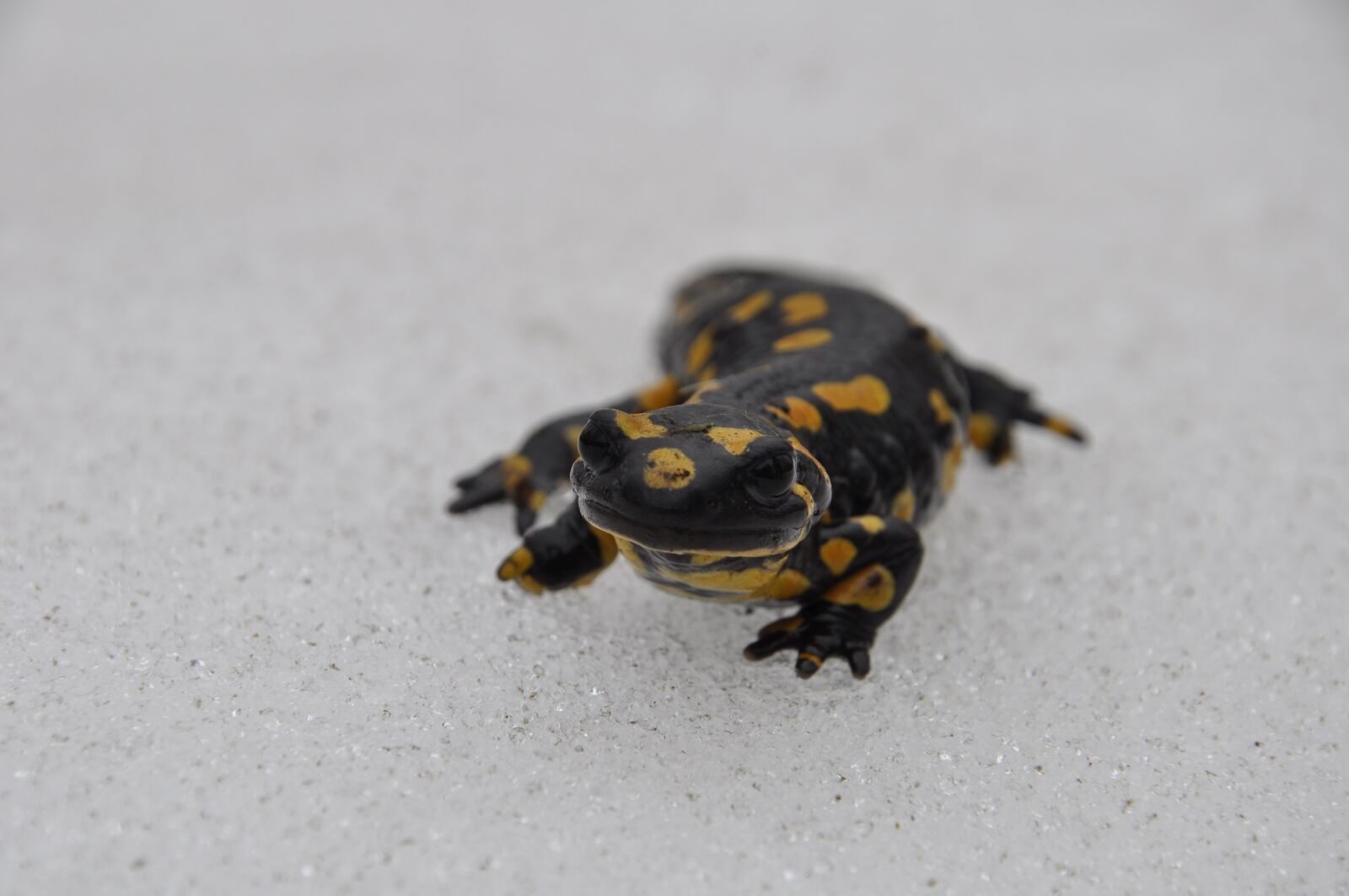 Nikon D5000 sample photo. Salamander, snow, nature photography