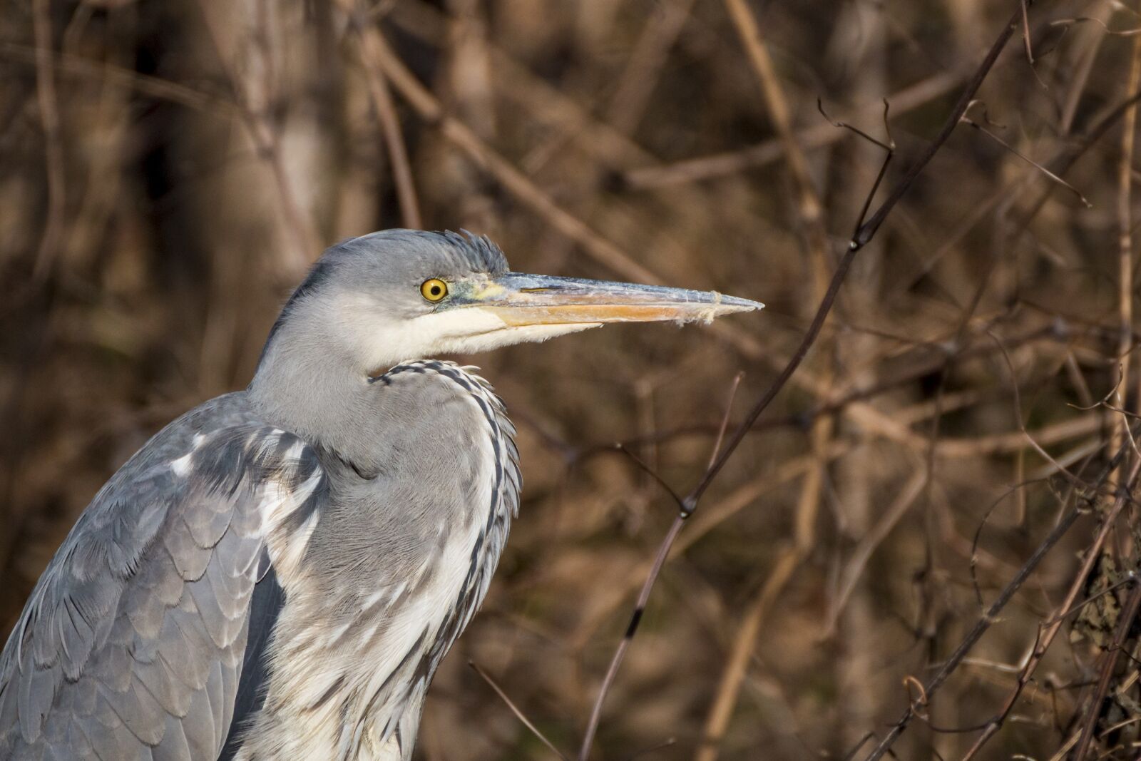 Canon EOS 70D sample photo. Heron, grey heron, nature photography