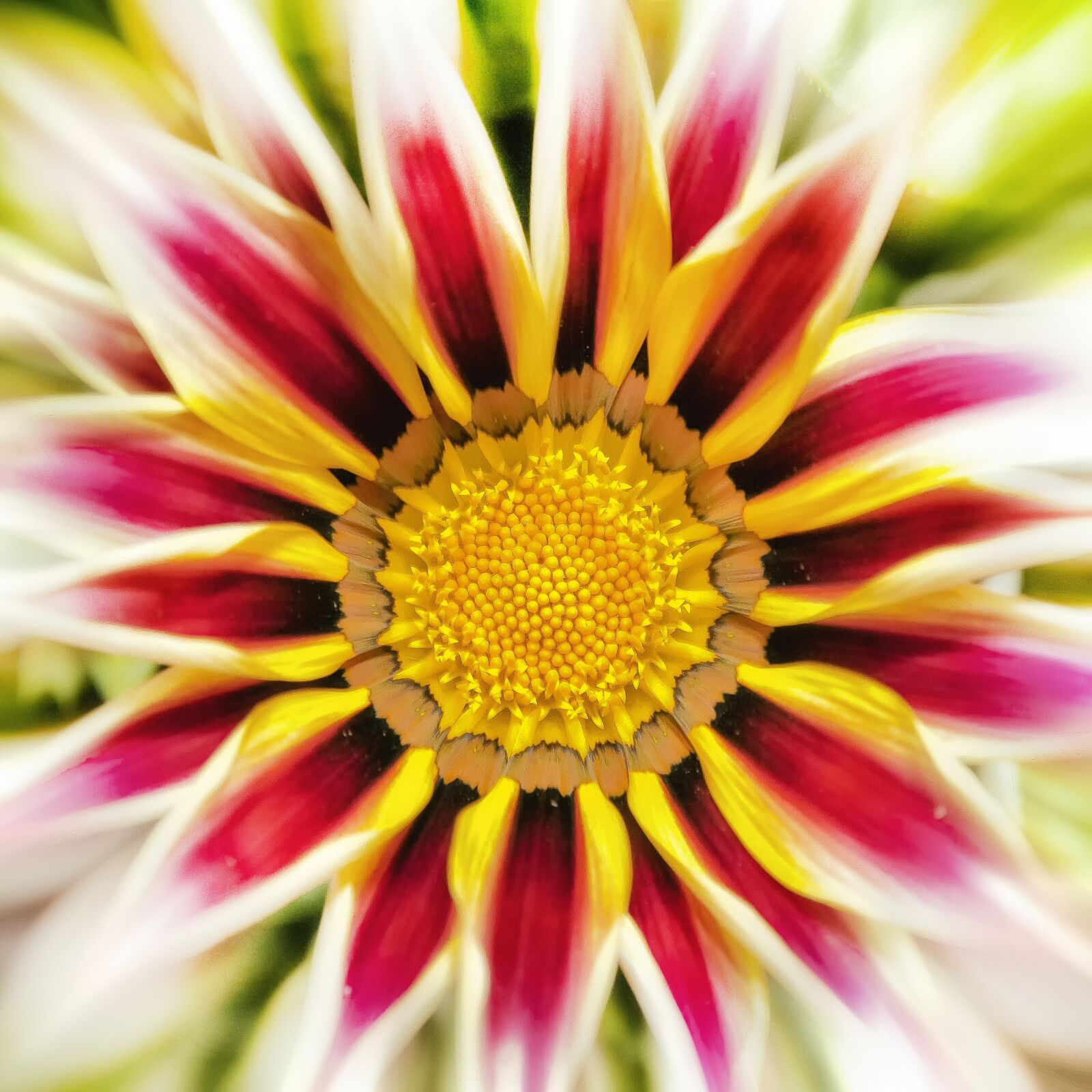 Canon EOS 50D sample photo. Gazanie, blossom, bloom photography