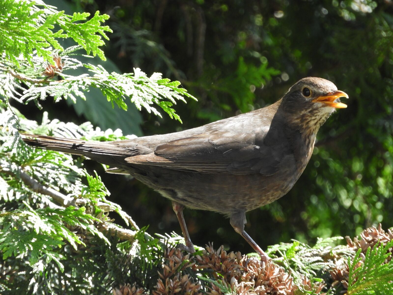 Nikon Coolpix B700 sample photo. Bird, branch, twitter photography