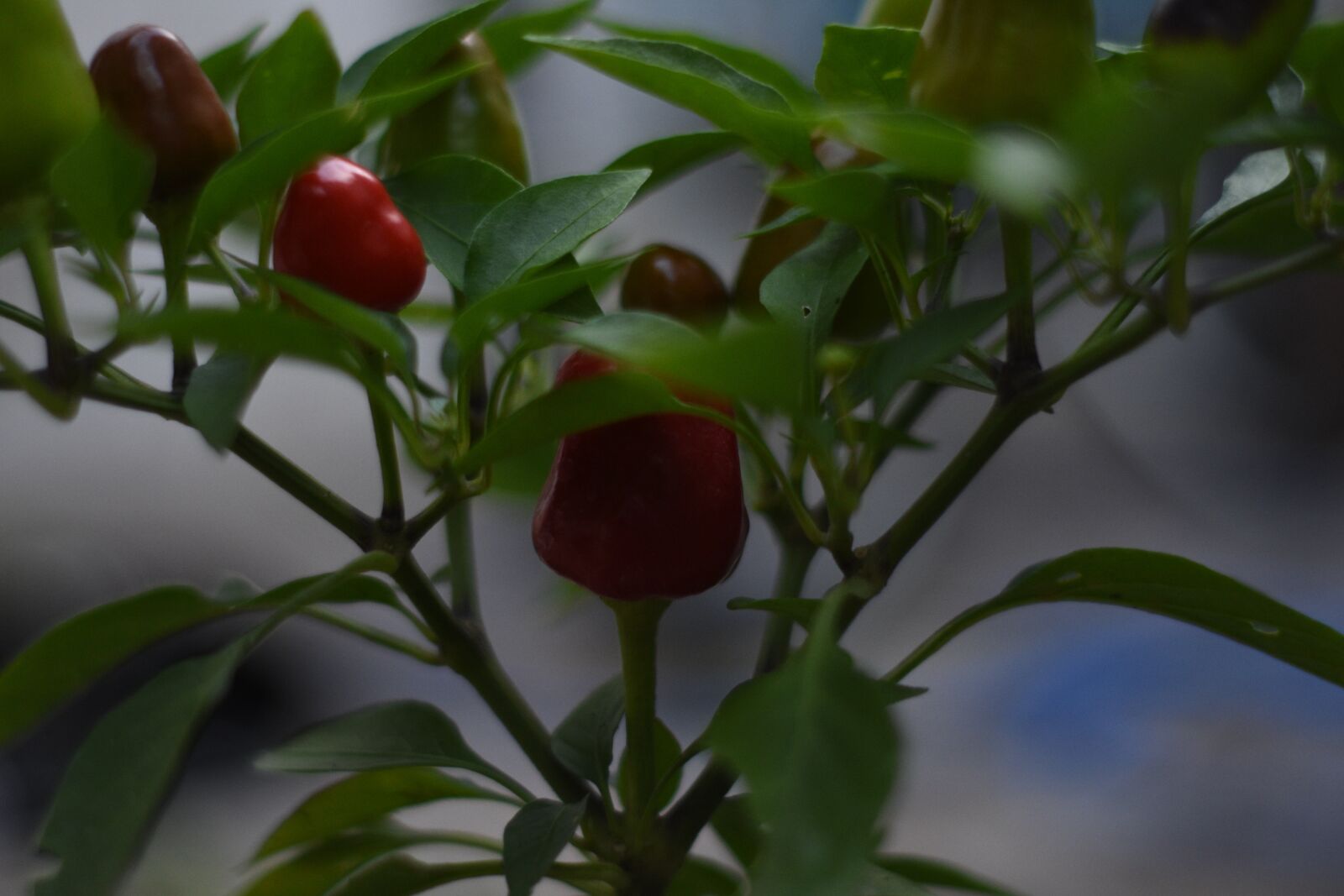 Nikon D3400 sample photo. Pepper, red, plant photography