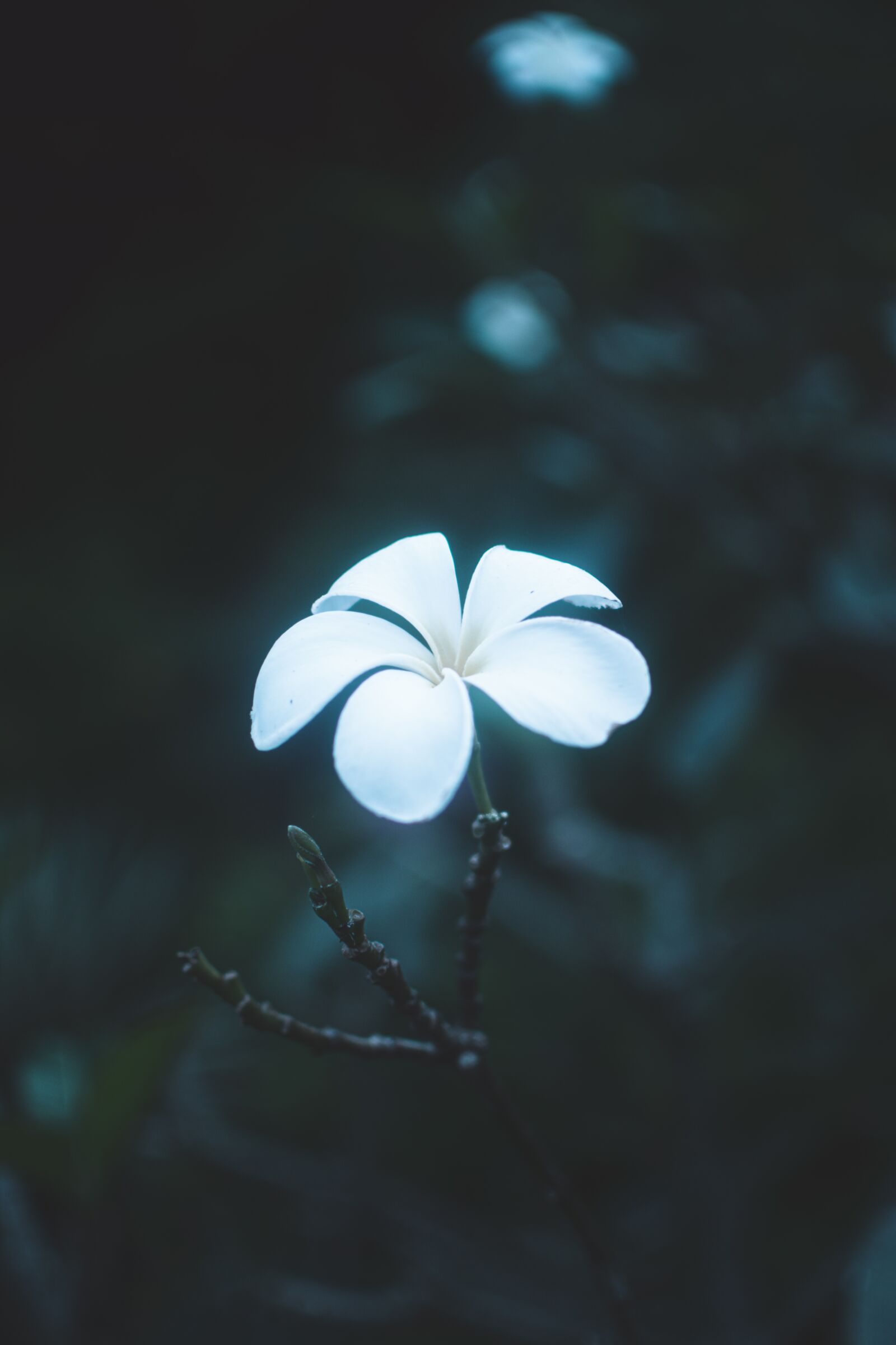 Nikon D7100 sample photo. White flower, tropical flower photography