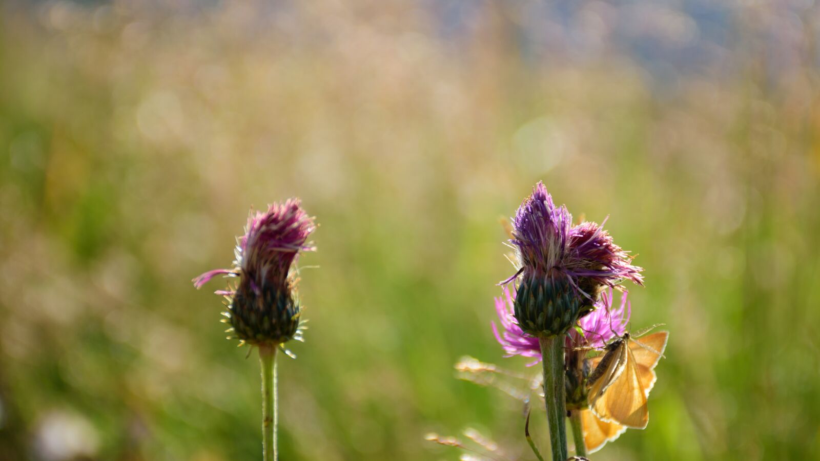 Nikon D5500 sample photo. Flower, nature, thistle photography