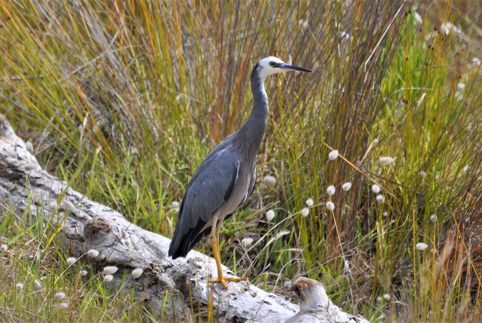 Nikon D90 sample photo. White-faced heron, waiwera, auckland photography